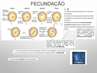FECUNDAÇÃO
7
3º - Depois do núcleo do espermatozóide entrar no
oócito II, este completa a divisão II meiose,
formando o óvulo (n) (e 2º Glóbulo Polar que
degenera) cujo núcleo se ligará ao do
espermatozoide- FECUNDAÇÃO
⮚ D
1º -Fusão da membrana plasmática com a membrana
do acrossoma
2- Formação de canais permitindo a saída de enzimas
que degradam a zona pelúcida e se ligue à membrana
do oócito II.
3º-Libertação do conteúdo do acrossoma-Reação
acrossómica-digestão local e travessia da zona
pelúcida e absorção da cabeça do espermatozóide pelo
oócito II. Conteúdos do citoplasma do
oócito II deslocam-se para o
espaço extracelular formando
uma barreira à entrada de
outros espermatozóides-
Membrana de Fecundação
4º - em aproximadamente 12 horas a membrana nuclear do óvulo desaparece, ocorre a fusão
dos 23 cromossomas do óvulo com os 23 cromossomas do espermatozóide - CARIOGAMIA
Forma-se o ovo ou Zigoto com 46 cromossomas
 