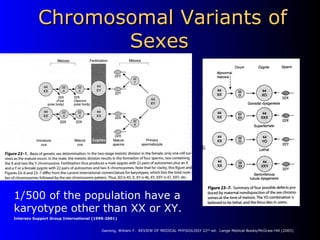 4 Female Male Chromosomal Intersex | PPT