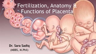 Fertilization, Anatomy &
Functions of Placenta
Dr. Sara Sadiq
(MBBS, M.Phil)
 
