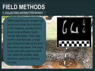 FIELD METHODS 1. COLLECTING ANCIENT FISH BONES While searching for ancient fish bones and other food remains in the middens, we also found these bone artifacts: hand-carved fish hooks. They help confirm that fish was a major part of the local diet at the time they were deposited. The large hooks are well suited to catch cod, while the smaller ones would be useful for catching flounder. 