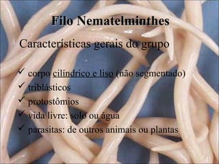 Filo Nematelminthes
Características gerais do grupo
 corpo cilíndrico e liso (não segmentado)
 triblásticos
 protostômios
 vida livre: solo ou água
 parasitas: de outros animais ou plantas

 