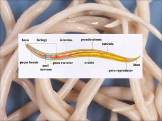 4 filo nematelminthes