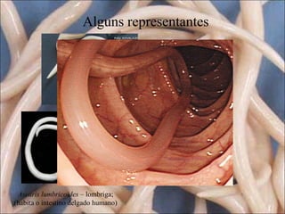 Alguns representantes

Ascaris lumbricoides – lombriga;
(habita o intestino delgado humano)

 