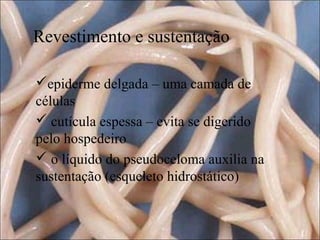 Revestimento e sustentação
epiderme delgada – uma camada de
células
 cutícula espessa – evita se digerido
pelo hospedeiro
 o líquido do pseudoceloma auxilia na
sustentação (esqueleto hidrostático)

 