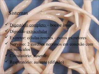 Sistemas
 Digestório completo – boca e ânus
 Digestão extracelular
 Excretor: células renetes – poros excretores
 Nervoso: 2 cordões nervosos em conexão com
os músculos
 Circulatório: ausente
 Respiratório: ausente (difusão)

 