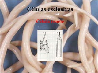 Células exclusivas
Célula renete

 
