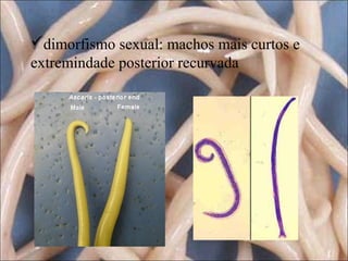 dimorfismo sexual: machos mais curtos e
extremindade posterior recurvada

 