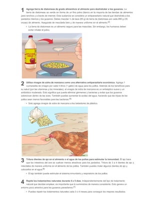 Agrega tierra de diatomeas de grado alimenticio al alimento para deshidratar a los gusanos. La
tierra de diatomeas se vende en forma de un fino polvo blanco en la mayoría de las tiendas de alimentos
para ranchos y a través de internet. Esta sustancia se considera un antiparasitario natural que deshidrata a los
parásitos internos y los gusanos. Debes mezclar ¼ de taza (85 g) de tierra de diatomeas por cada 990 g (35
onzas) de alimento. Asegúrate de mezclarla bien y de manera uniforme en el alimento.[4]
La tierra de diatomeas es un alimento seguro para las mascotas. Sin embargo, los humanos deben
evitar inhalar el polvo.
Utiliza vinagre de sidra de manzana como una alternativa antiparasitaria económica. Agrega 1
cucharadita de vinagre por cada 4 litros (1 galón) de agua para los pollos. Además de los beneficios para
su salud (por las vitaminas y los minerales), el vinagre de sidra de manzana es un antiséptico suave y un
antibiótico moderado. Esto significa que puede eliminar gérmenes y bacterias y evitar que los gusanos
sobrevivan dentro de las aves. También puedes aumentar la acidez del agua, haciendo que las tripas de los
pollos sean menos favorables para las bacterias.[5]
Solo agrega vinagre de sidra de manzana a los bebedores de plástico.
Tritura dientes de ajo en el alimento o el agua de los pollos para estimular la inmunidad. El ajo hace
que los intestinos del ave se vuelvan menos atractivos para los parásitos. Tritura de 3 a 4 dientes de ajo y
mézclalos de manera uniforme en el alimento de los pollos. También puedes moler algunos dientes de ajo y
colocarlos en el agua.[6]
El ajo también puede estimular el sistema inmunitario y respiratorio de los pollos.
Repite los tratamientos naturales durante 4 o 5 días. Independientemente del tipo de tratamiento
natural que decidas emplear, es importante que lo suministres de manera consistente. Esto genera un
entorno poco atractivo para los gusanos parasitarios.[7]
Puedes repetir los tratamientos naturales cada 3 o 4 meses para conseguir los mejores resultados.
1
2
3
4
 