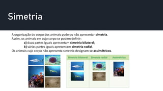 Simetria
A organização do corpo dos animais pode ou não apresentar simetria.
Assim, os animais em cujo corpo se podem definir:
a) duas partes iguais apresentam simetria bilateral;
b) várias partes iguais apresentam simetria radial.
Os animais cujo corpo não apresenta simetria designam-se assimétricos.
 