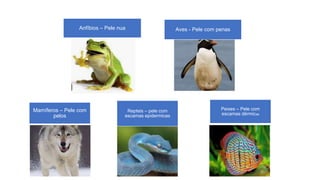 Anfíbios – Pele nua Aves - Pele com penas
Mamíferos – Pele com
pelos
Repteis – pele com
escamas epidermicas
Peixes – Pele com
escamas dérmicas
 