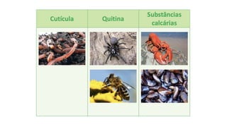 4 FormasSimetriaRevestimento