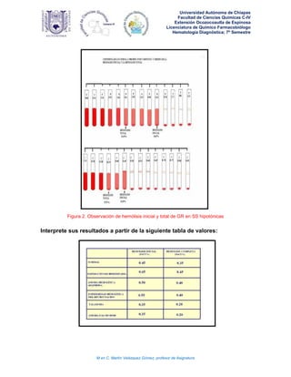 Universidad Autónoma de Chiapas
Facultad de Ciencias Químicas C-IV
Extensión Ocozocoautla de Espinosa
Licenciatura de Químico Farmacobiólogo
Hematología Diagnóstica; 7º Semestre
M en C. Martín Velázquez Gómez, profesor de Asignatura
Figura 2. Observación de hemólisis inicial y total de GR en SS hipotónicas
Interprete sus resultados a partir de la siguiente tabla de valores:
 