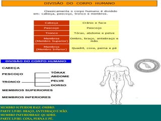 MEMBRO SUPERIOR RAIZ: OMBRO.
PARTE LIVRE: BRAÇO, ANTEBRAÇO E MÃO.
MEMBRO INFERIORRAIZ: QUADRIL
PARTE LIVRE: COXA, PERNA E PÉ.
 