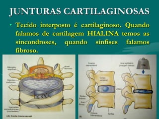 JUNTURAS CARTILAGINOSAS
• Tecido interposto é cartilaginoso. Quando
falamos de cartilagem HIALINA temos as
sincondroses, quando sínfises falamos
fibroso.
 