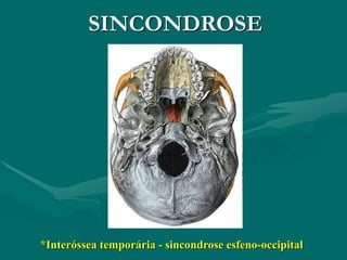 SINCONDROSE
*Interóssea temporária - sincondrose esfeno-occipital
 