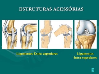 ESTRUTURAS ACESSÓRIAS
Ligamentos Extra-capsulares Ligamentos
Intra-capsulares
 