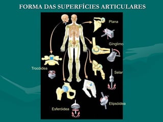 FORMA DAS SUPERFÍCIES ARTICULARES
Gínglimo
Trocóidea
Selar
Esferóidea
Plana
Elipsóidea
 