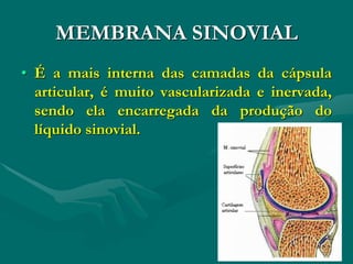 MEMBRANA SINOVIAL
• É a mais interna das camadas da cápsula
articular, é muito vascularizada e inervada,
sendo ela encarregada da produção do
líquido sinovial.
 