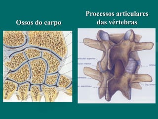Ossos do carpo
Processos articulares
das vértebras
 