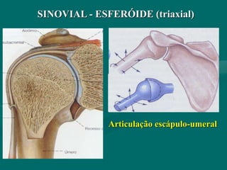SINOVIAL - ESFERÓIDE (triaxial)
Articulação escápulo-umeral
 