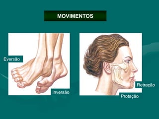 MOVIMENTOS
Protação
Retração
Inversão
Eversão
 
