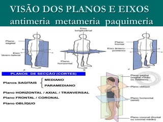 VISÃO DOS PLANOS E EIXOS
antimeria metameria paquimeria
 