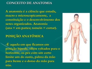 CONCEITO DE ANATOMIA
A anatomia é a ciência que estuda,
macro e microscopicamente, a
constituição e o desenvolvimento dos
seres organizados. Anatomia
(ana = em partes; tomein = cortar).
POSIÇÃO ANATÔMICA
-É aquela em que ficamos em
posição bípede, olhos voltados para o
horizonte, os pés com um certo
limite um do outro, palma da mão
para frente e o dorso da mão para
trás.
 
