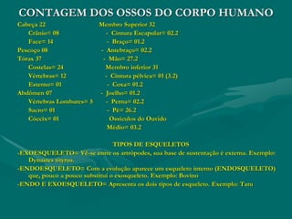 CONTAGEM DOS OSSOS DO CORPO HUMANO
Cabeça 22 Membro Superior 32
- Crânio= 08 - Cintura Escapular= 02.2
- Face= 14 - Braço= 01.2
Pescoço 08 - Antebraço= 02.2
Tórax 37 - Mão= 27.2
- Costelas= 24 Membro inferior 31
- Vértebras= 12 - Cintura pélvica= 01 (3.2)
- Esterno= 01 - Coxa= 01.2
Abdômen 07 - Joelho= 01.2
- Vértebras Lombares= 5 - Perna= 02.2
- Sacro= 01 - Pé= 26.2
- Cóccix= 01 Ossículos do Ouvido
Médio= 03.2
TIPOS DE ESQUELETOS
-EXOESQUELETO= Vê-se entre os artrópodes, sua base de sustentação é externa. Exemplo:
Dynastes tityrus.
-ENDOESQUELETO= Com a evolução aparece um esqueleto interno (ENDOSQUELETO)
que, pouco a pouco substitui o exosqueleto. Exemplo: Bovino
-ENDO E EXOESQUELETO= Apresenta os dois tipos de esqueleto. Exemplo: Tatu
 