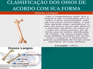 CLASSIFICAÇÃO DOS OSSOS DE
ACORDO COM SUA FORMA
 