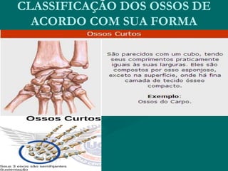 CLASSIFICAÇÃO DOS OSSOS DE
ACORDO COM SUA FORMA
 