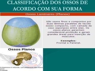 CLASSIFICAÇÃO DOS OSSOS DE
ACORDO COM SUA FORMA
 