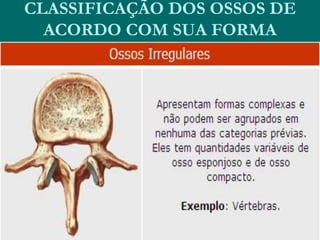 CLASSIFICAÇÃO DOS OSSOS DE
ACORDO COM SUA FORMA
 