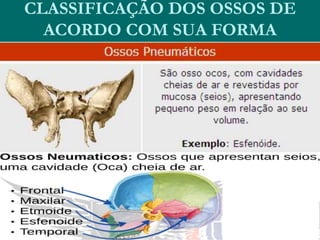CLASSIFICAÇÃO DOS OSSOS DE
ACORDO COM SUA FORMA
 