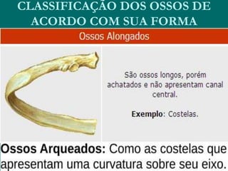 CLASSIFICAÇÃO DOS OSSOS DE
ACORDO COM SUA FORMA
 