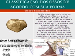 CLASSIFICAÇÃO DOS OSSOS DE
ACORDO COM SUA FORMA
 