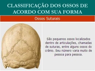 CLASSIFICAÇÃO DOS OSSOS DE
ACORDO COM SUA FORMA
 