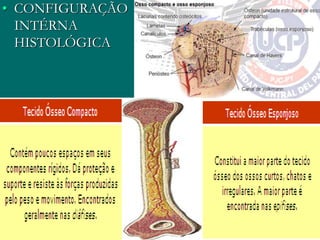 • CONFIGURAÇÃO
INTÉRNA
HISTOLÓGICA
 