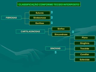 CARTILAGINOSAS
FIBROSAS
Suturas
Sindesmose
Gonfose
Sínfise
Sincondrose
SINOVIAS
Plana
Gínglimo
Trocóide
Condilar
Esferóide
CLASSIFICAÇÃO CONFORME TECIDO INTERPOSTO
 