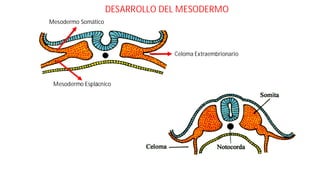 4 gastrointestinal[1] | PDF