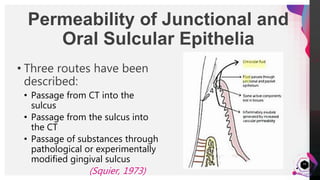 JensMartensson
16
Permeability of Junctional and
Oral Sulcular Epithelia
• Three routes have been
described:
• Passage from CT into the
sulcus
• Passage from the sulcus into
the CT
• Passage of substances through
pathological or experimentally
modified gingival sulcus
(Squier, 1973)
 