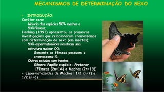 MECANISMOS DE DETERMINAÇÃO DO SEXO
• INTRODUÇÃO:
Caráter sexo
Maioria das espécies 50% machos e
50%fêmeas;
Henking (1891) apresentou as primeiras
investigações que relacionaram cromossomos
com determinação do sexo (em insetos);
50% espermatozóides recebiam uma
estrutura nuclear (X);
Somente as fêmeas possuem o
cromossomo X;
Outros estudos com insetos:
Gênero Papilio espécie: Protenor
[Fêmeas (2n=14) e Machos (2n=13)]
– Espermatozóides de Machos: 1/2 (n=7) e
1/2 (n=6)
 
