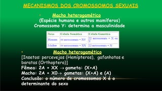 MECANISMOS DOS CROMOSSOMOS SEXUAIS
• Macho heterogamético
(Espécie humana e outros mamíferos)
Cromossomo Y: determina a masculinidade
• Macho heterogamético
[Insetos: percevejos (Hemípteros), gafanhotos e
baratas (Orthoptera)]
Fêmea: 2A + XX → gameta: (X+A)
Macho: 2A + X0→ gametas: (X+A) e (A)
Conclusão: o número de cromossomos X é o
determinante do sexo
 