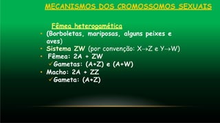 MECANISMOS DOS CROMOSSOMOS SEXUAIS
Fêmea heterogamética
• (Borboletas, mariposas, alguns peixes e
aves)
• Sistema ZW (por convenção: X→Z e Y→W)
• Fêmea: 2A + ZW
✓Gametas: (A+Z) e (A+W)
• Macho: 2A + ZZ
✓Gameta: (A+Z)
 
