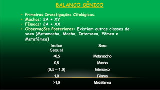 BALANÇO GÊNICO
• Primeiras Investigações Citológicas:
• Machos: 2A + XY
• Fêmeas: 2A + XX
• Observações Posteriores: Existiam outras classes de
sexo (Metamacho, Macho, Intersexo, Fêmea e
Metafêmea)
Indice
Sexual
Sexo
<0,5 Metamacho
0,5 Macho
(0,5 – 1,0) Intersexo
1,0 Fêmea
>1,0 Metafêmea
 