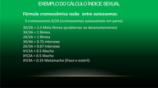 EXEMPLODOCÁLCULOÍNDICESEXUAL
Fórmula cromossômica razão entre autossomos:
3 cromossomos X/2A (cromossomos autossomais em pares)
3X/2A = 1.5 Meta fêmea (problemas no desenvolvimento)
3X/3A = 1 fêmea
2X/2A = 1 fêmea
3X/4A = 0.75 Intersexo
2X/3A = 0.67 Intersexo
XY/2A = 0.5 Macho
XY/2A = 0.5 Macho
XY/3A = 0.33 Metamacho (fraco e estéril)
 