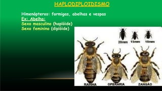 HAPLODIPLOIDISMO
Himenópteros: formigas, abelhas e vespas
Ex: Abelha:
Sexo masculino (haplóide)
Sexo feminino (diplóide)
 