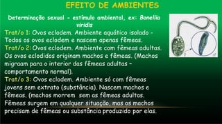 EFEITO DE AMBIENTES
Determinação sexual - estímulo ambiental, ex: Bonellia
viridis
Trat/o 1: Ovos eclodem. Ambiente aquático isolado -
Todos os ovos eclodem e nascem apenas fêmeas.
Trat/o 2: Ovos eclodem. Ambiente com fêmeas adultas.
Os ovos eclodidos originam machos e fêmeas. (Machos
migraam para o interior das fêmeas adultas –
comportamento normal).
Trat/o 3: Ovos eclodem. Ambiente só com fêmeas
jovens sem extrato (substância). Nascem machos e
fêmeas. (machos morrem sem as fêmeas adultas.
Fêmeas surgem em qualquer situação, mas os machos
precisam de fêmeas ou substância produzido por elas.
 