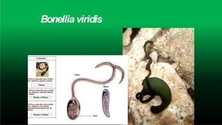 Bonellia viridis
 