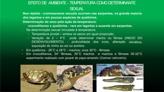EFEITO DE AMBIENTE - TEMPERATURACOMODETERMINANTE
SEXUAL
•Nos répteis - cromossomos sexuais ocorrem nas serpentes, na grande maioria
dos lagartos e em poucas espécies de quelônios.
•Determinação do sexo pela ação da temperatura:
•crocodilianos e quelônios - rara em lagartos e ausente em serpentes.
• Na determinação sexual vinculada à temperatura:
• Temperatura pivotal – ambos os sexos em igual proporção;
• Variação de 2 – 4°C pode determinar macho ou fêmea (INICIO DO
climática;
DESENVOLVIMENTO) - profundidade dos ovos, alteração
exposição do ninho ao sol ou sombra.
• Em quelônios - 26°C e 28°C - machos; ovos 30°C - fêmeas.
• Em crocodilianos, 34° fêmeas, 30°C machos e machos e fêmeas 30-32°C
experimento realizado com jacaré de papo-amarelo (Caiman latirostris).
 