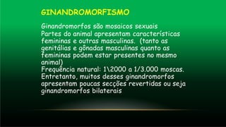 GINANDROMORFISMO
Ginandromorfos são mosaicos sexuais
Partes do animal apresentam características
femininas e outras masculinas. (tanto as
genitálias e gônadas masculinas quanto as
femininas podem estar presentes no mesmo
animal)
Frequência natural: 12000 a 1/3.000 moscas.
Entretanto, muitos desses ginandromorfos
apresentam poucas secções revertidas ou seja
ginandromorfos bilaterais
 